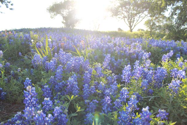 Ennis, Texas
